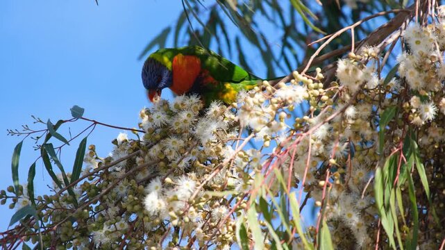 Rainbow lorikeet feeding on flowering Corymbia eximia with yellow blossoms. Concept of Australian wildlife, native flora and bird&ndash;plant interaction.