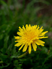Bright yellow dandelion blooming in a green grassy field during spring