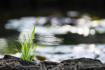 Fresh Green Grass Growing on Rock by a Reflective Pond