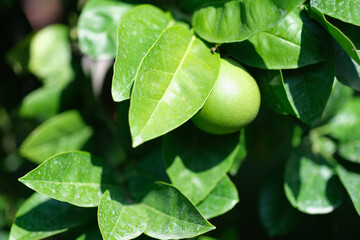 Obraz premium A closeup of a vibrant green citrus fruit among lush leaves, showcasing natures incredible beauty