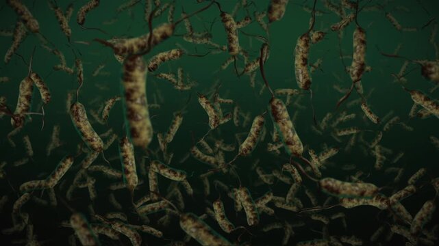 Amphitrichous Bacteria Colony