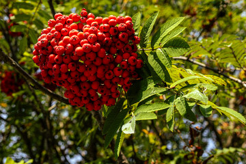 Fotowalk Pfarrwerfen -Bahnhof Werfen - Vogelbeeren