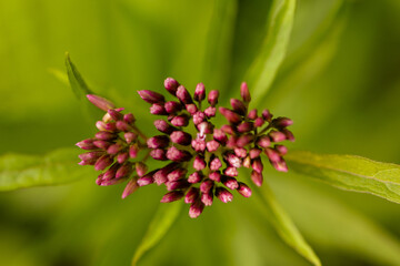 Fotowalk Pfarrwerfen -Bahnhof Werfen - Blume