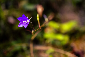 Fotowalk Pfarrwerfen -Bahnhof Werfen - Blume