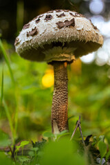 Fotowalk Pfarrwerfen -Bahnhof Werfen Pilz