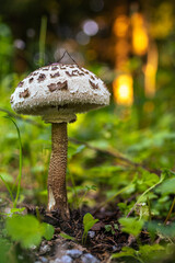 Fotowalk Pfarrwerfen -Bahnhof Werfen Pilz