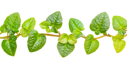 Vibrant green leaves of a plant close-up nature scene botanical photography