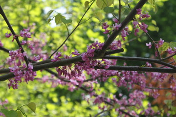 pink flowers in the garden