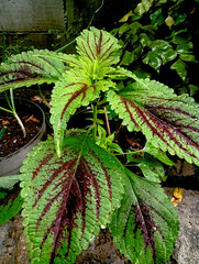 Tanaman Coleus dengan Pola Daun Hijau dan Merah