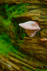 Fototapeta premium A pink and white colored bracket type of mushroom on a rotting tree trunk that's covered in moss, Savage Gulf State Park, Tennessee