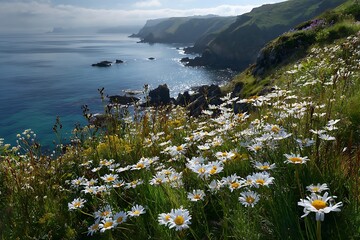 serene sunlit daisy meadow in coastal landscape setting  
