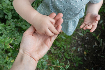 Child and adult picking berries in their garden and exploring nature.