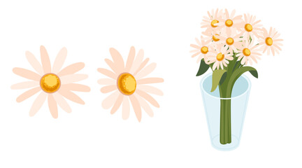 White daisy collection. Pale blooms with yellow centers. Individual flowers and bouquet in glass vase. Gentle floral elements with stems. Vector illustration isolated on white background