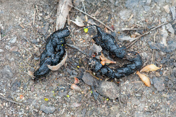European pine marten droppings on a forest path. Droppings dimensions : the left one is 3 cm long and 7-11 mm in diameter. The right is 6 cm long and  6-9 mm in diameter. Martes martes, France, Europe
