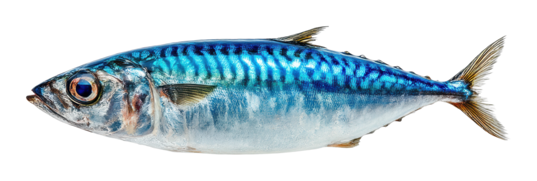 Fishing adventure fresh mackerel catch coastal waters seafood oceanic environment isolated on transparent background, png