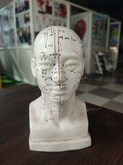 A Detailed Acupuncture Model of a Human Head Displayed at a Medical Exhibition