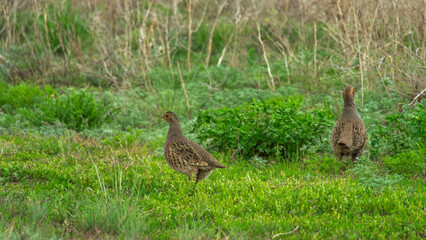 Two brown birds walking through lush green grass in a natural habitat, showcasing their unique plumage and behavior in a serene outdoor environment