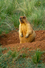 Groundhog standing upright near its burrow in a grassy field, showcasing its fur texture and alert posture, surrounded by vibrant green grass and earthy soil