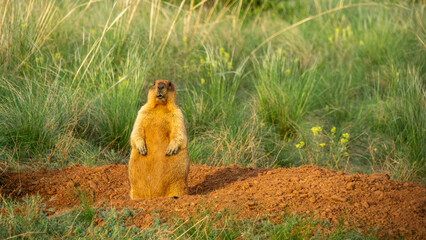 Ground squirrel standing upright on a mound of earth, surrounded by green grass and wildflowers,...