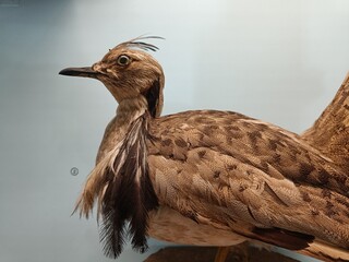 A Historical Exhibition of a Stuffed Ground Bird, Showcasing its Brown Plumage and Anatomy in a Zoological Museum Setting