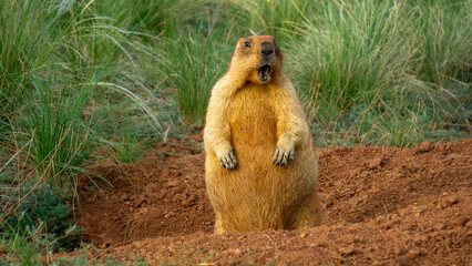 Groundhog standing upright in a burrow surrounded by green grass, displaying a curious expression, showcasing wildlife behavior in a natural habitat