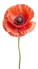Obraz premium Isolated red poppy flower with a green stem on a white background