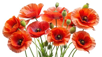 Fototapeta premium Vibrant Poppy Flowers in Full Bloom Against a Pristine White Background