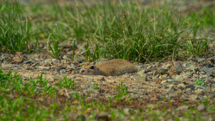 Small brown rodent peeking out from burrow in rocky terrain, surrounded by green grass and scattered stones, showcasing natural habitat and wildlife behavior