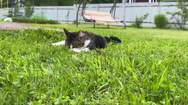 A cheerful grey and white cat pounces on a patch of green grass, jumping with excitement and catching a mouse in a funny, swift move.