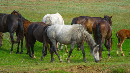 Group of horses grazing in a lush green pasture, showcasing various colors and breeds, creating a serene and natural rural landscape with vibrant surroundings