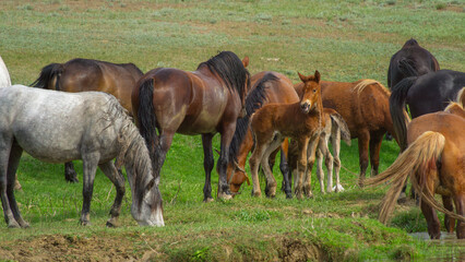 Group of horses grazing peacefully in a lush green meadow, showcasing various breeds and colors, with foals interacting among the adults in a serene natural setting
