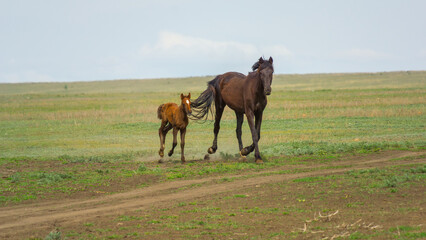 Brown horse and its foal running together across a grassy field, showcasing the bond between mother and young, with a serene landscape in the background emphasizing freedom and nature