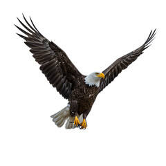 Majestic Bald Eagle in Flight: A Powerful Avian Capture