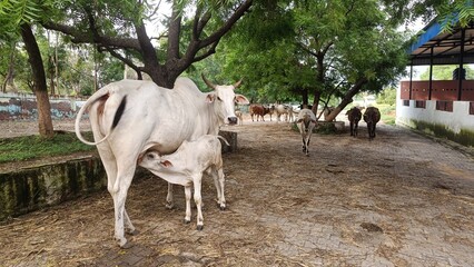 Calf Drinking Milk from Mother Cow in Countryside Cattle Herd © sumit
