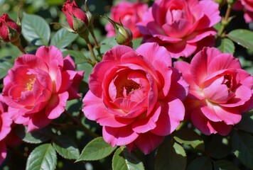 Obraz premium A vibrant garden scene featuring pink and red roses in full bloom and budding, creating a colorful and inviting atmosphere