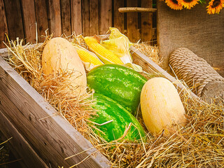 Melons, watermelons and corn lie on straw in a wooden box. Country still life.