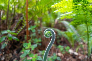 Young curled fern frond growing in a lush green forest environment
