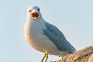 Close-up of a common gull against a blue sky.