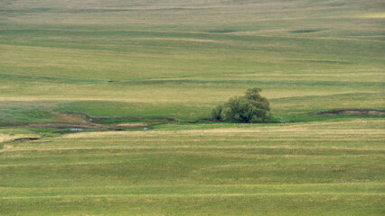 Obraz premium Long mountains. Expansive green landscape featuring a solitary tree amidst rolling hills, showcasing the beauty of nature and tranquility in a serene outdoor environment with vast open space