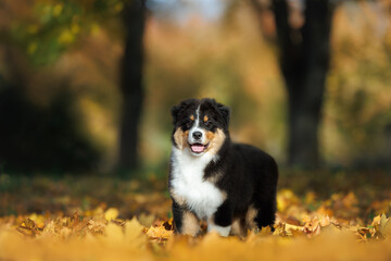 Obraz premium australian shepherd puppy posing in an autumn park