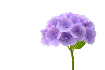Obraz premium Light purple hydrangea bloom on soft blue background. Delicate floral image ideal for nature compositions, wedding invitations, or seasonal visuals.