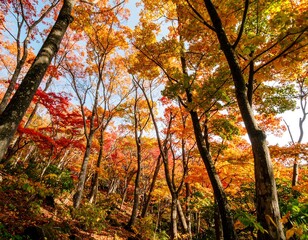 Autumn forest canopy, vibrant fall colors