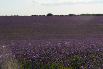 A field of purple flowers