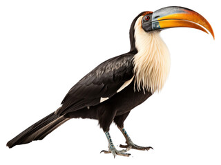 Obraz premium PNG Hornbill animal toucan beak.