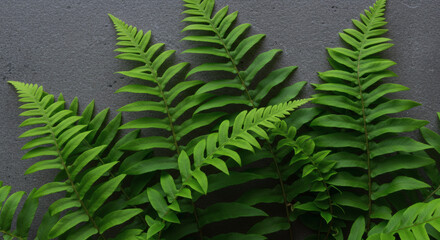 Fototapeta premium Fern fronds with bright green leaves grow against a textured gray wall, creating a natural, organic pattern.