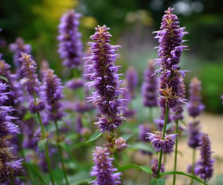 Purple Mexican giant hyssop Agastache Blackadder in flower, in flower, in the wild