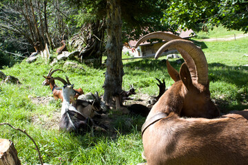 A herd of goats rests in a sunny, grassy field under a tree, with a large, horned goat in the...