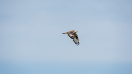 Bird of prey soaring gracefully through a clear blue sky, showcasing its majestic wingspan and keen hunting abilities, embodying freedom and nature's beauty