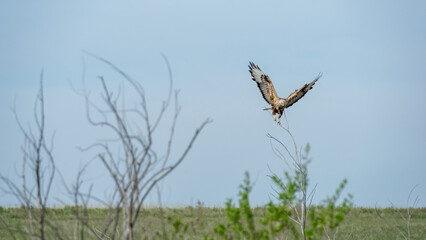 Majestic bird of prey soaring gracefully above a lush green landscape, showcasing its impressive wingspan and keen hunting skills in a natural habitat