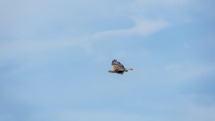 Majestic bird of prey soaring gracefully through a clear blue sky, showcasing its powerful wings and keen eyesight, embodying the essence of freedom and nature's beauty